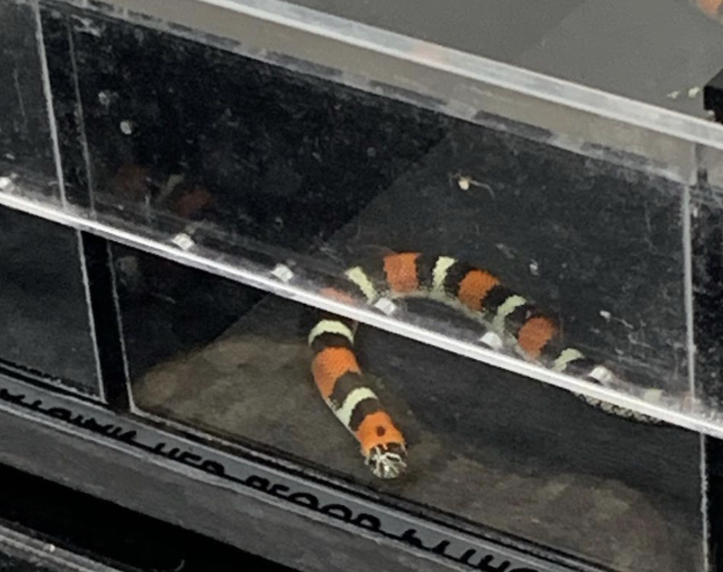 Can anyone id this snake