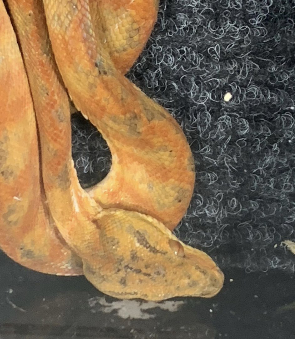 Can anyone id this snake