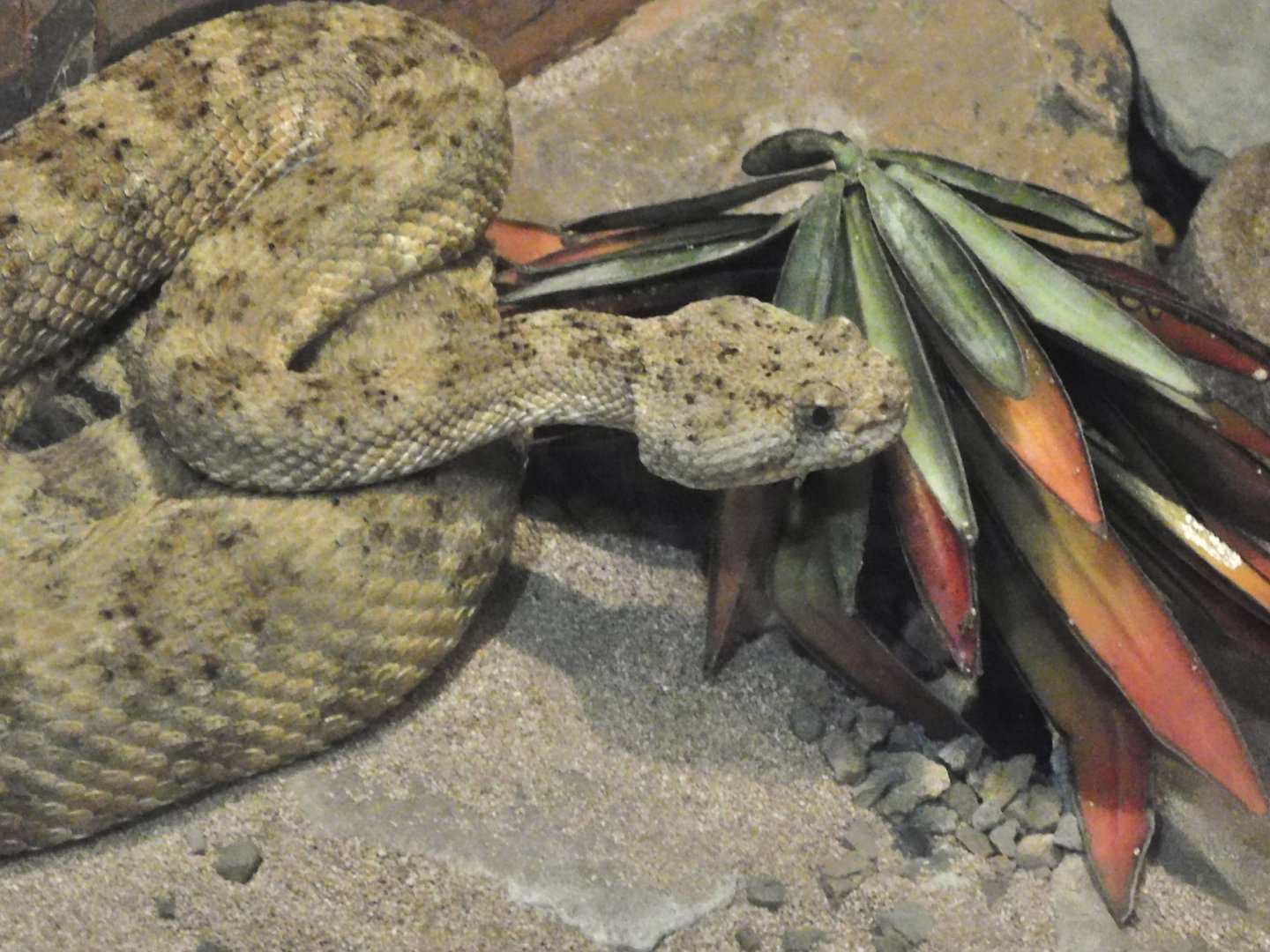 Can anyone id this snake