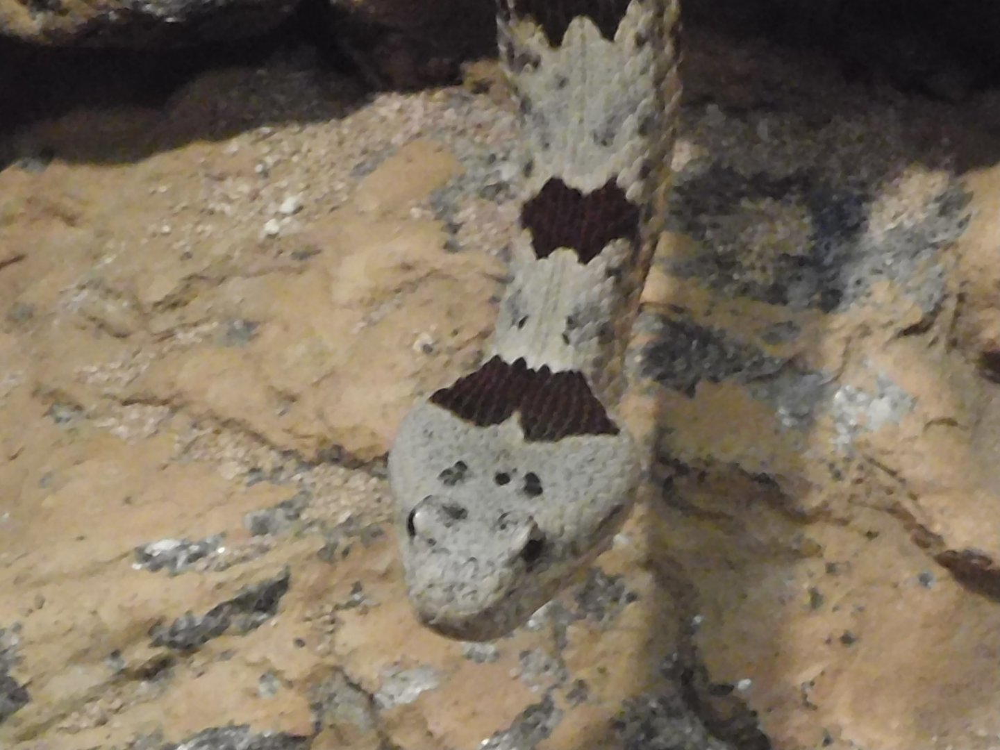 Can anyone id this snake