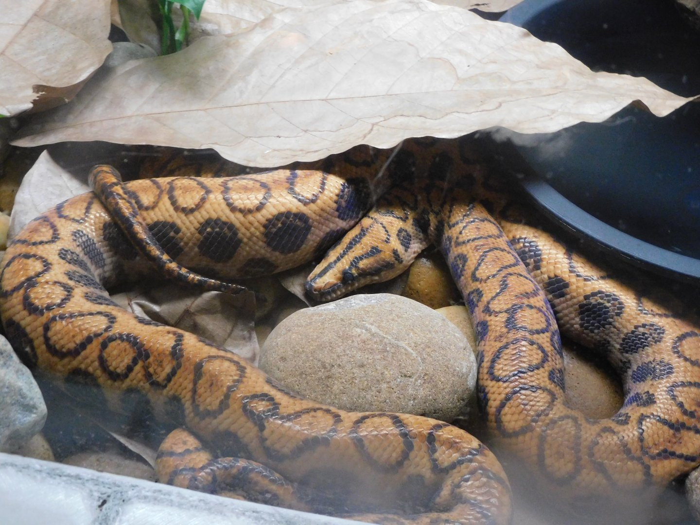 Can anyone id this snake