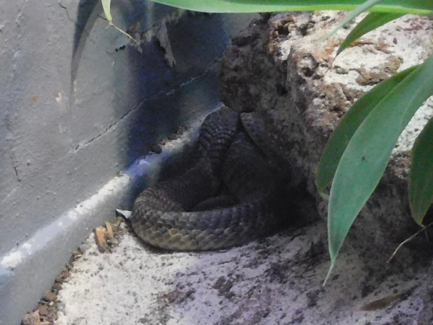 Can anyone id this snake