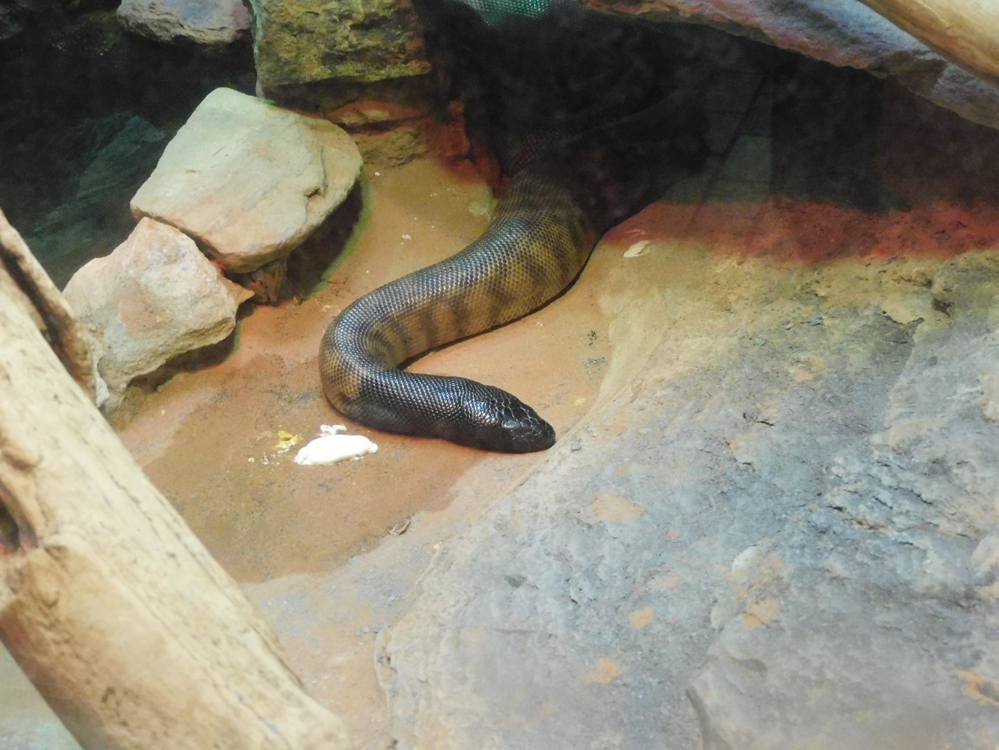 Can anyone id this snake