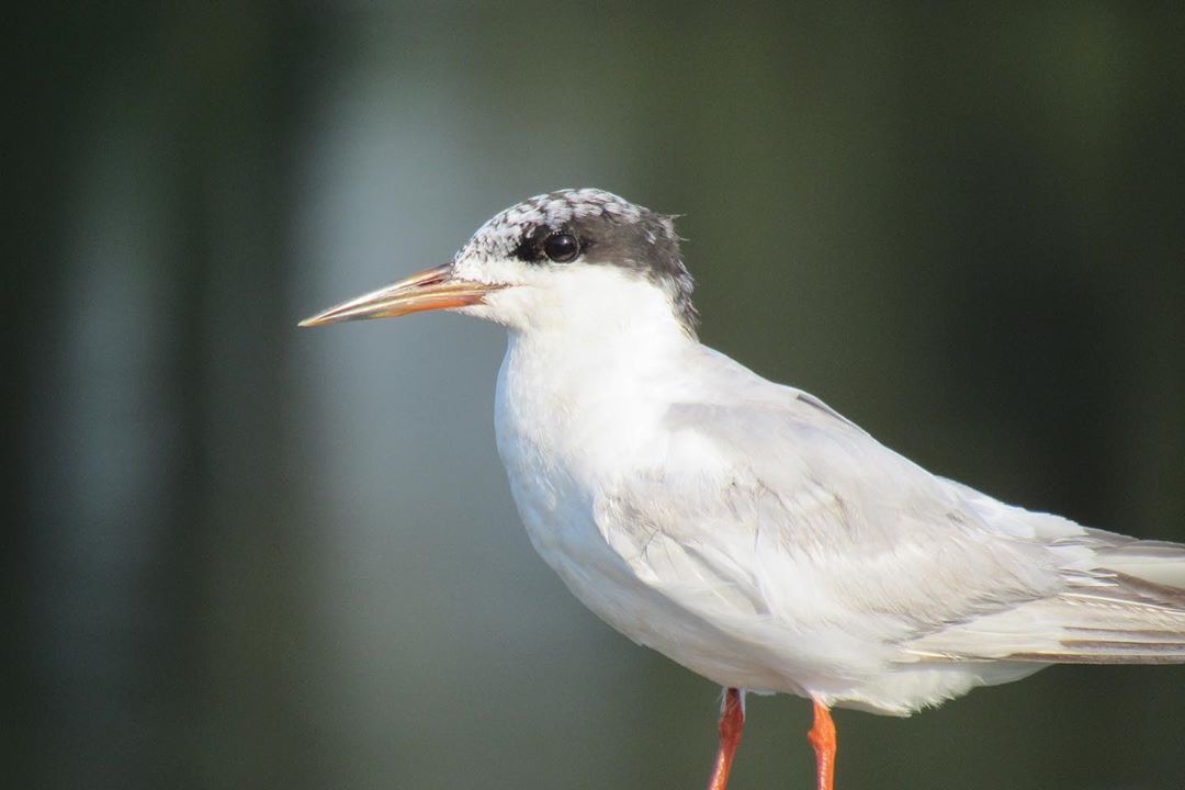 can anyone id this tern