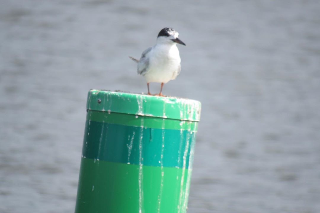 can anyone id this tern