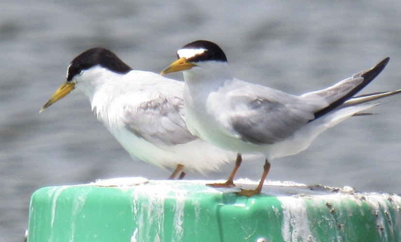 can anyone id this tern