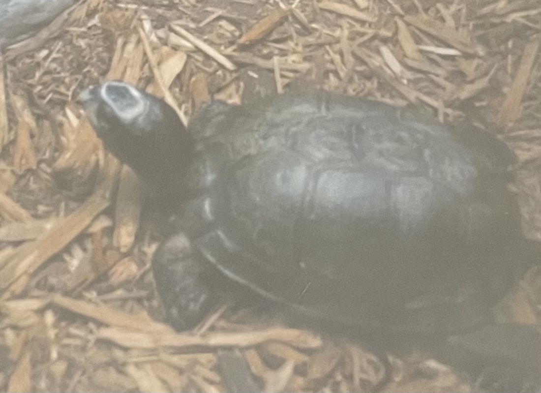 Can anyone id this turtle