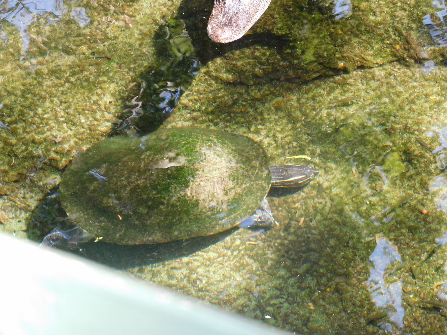 Can anyone id this turtle