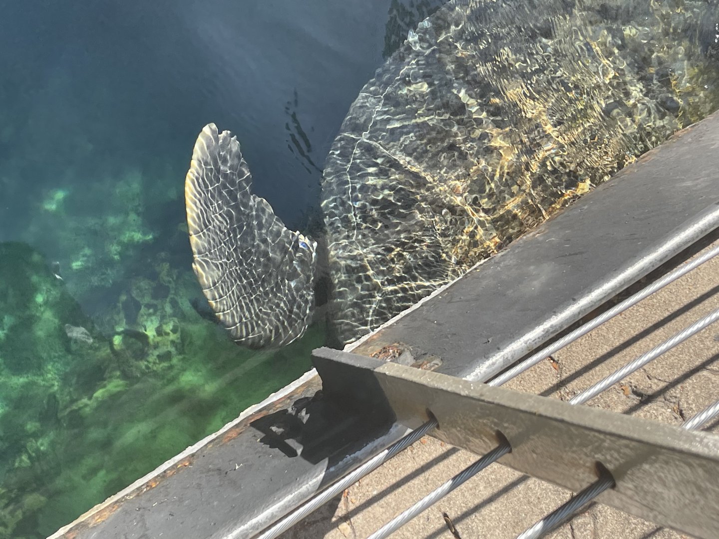 Can anyone id this turtle