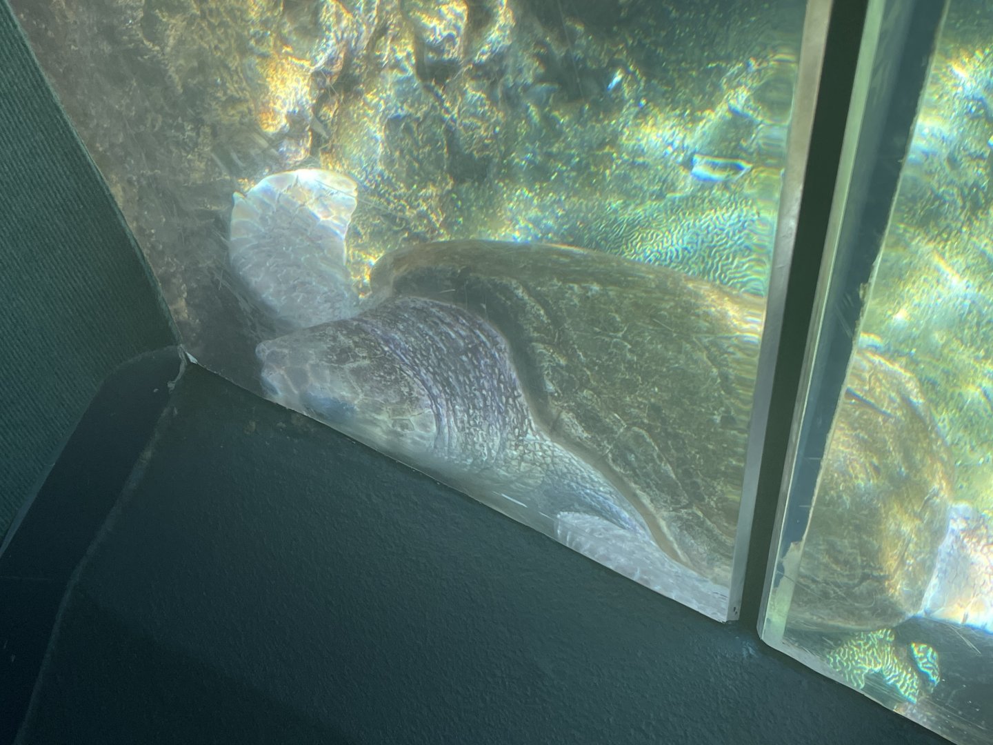 Can anyone id this turtle