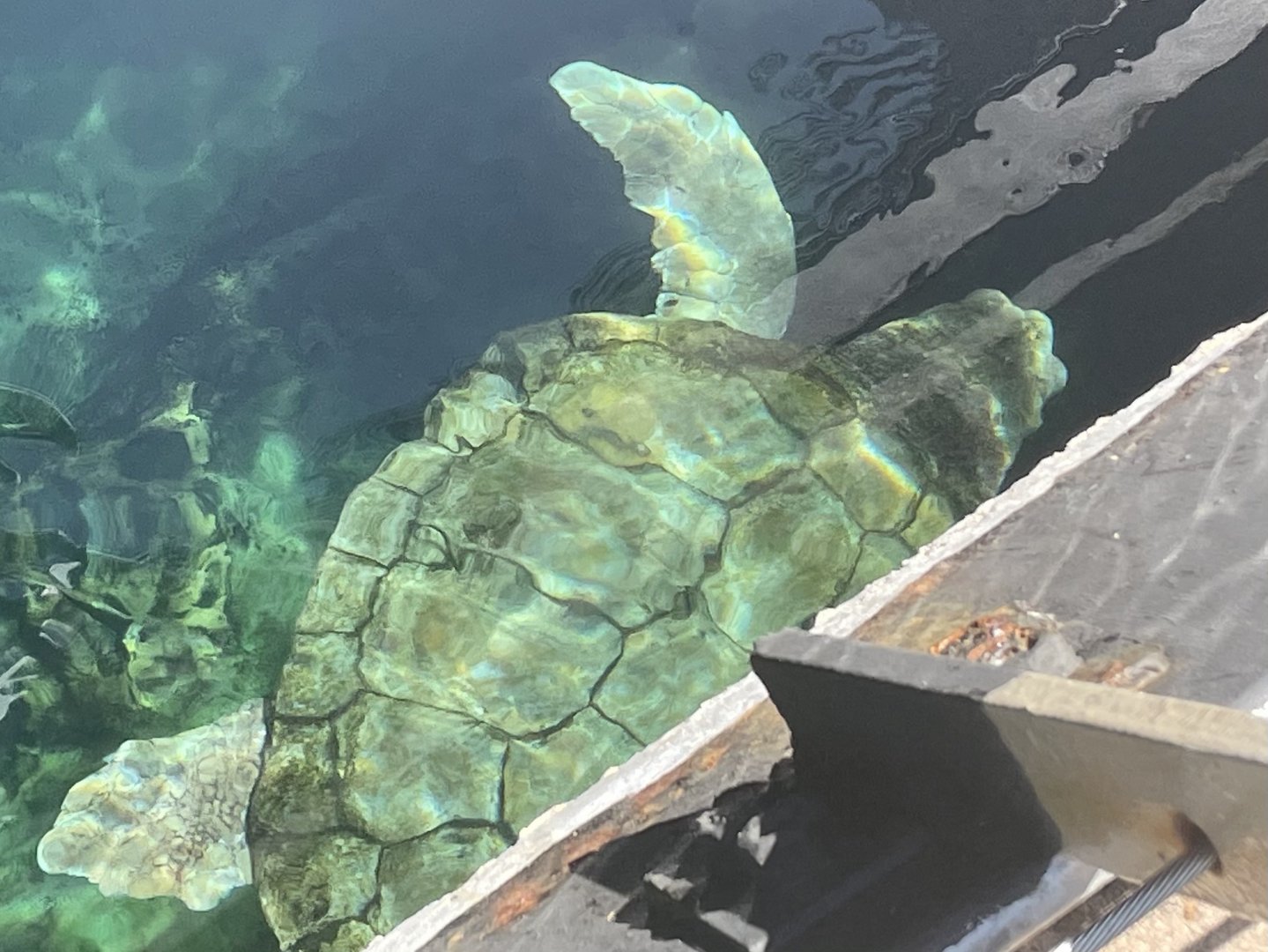 Can anyone id this turtle