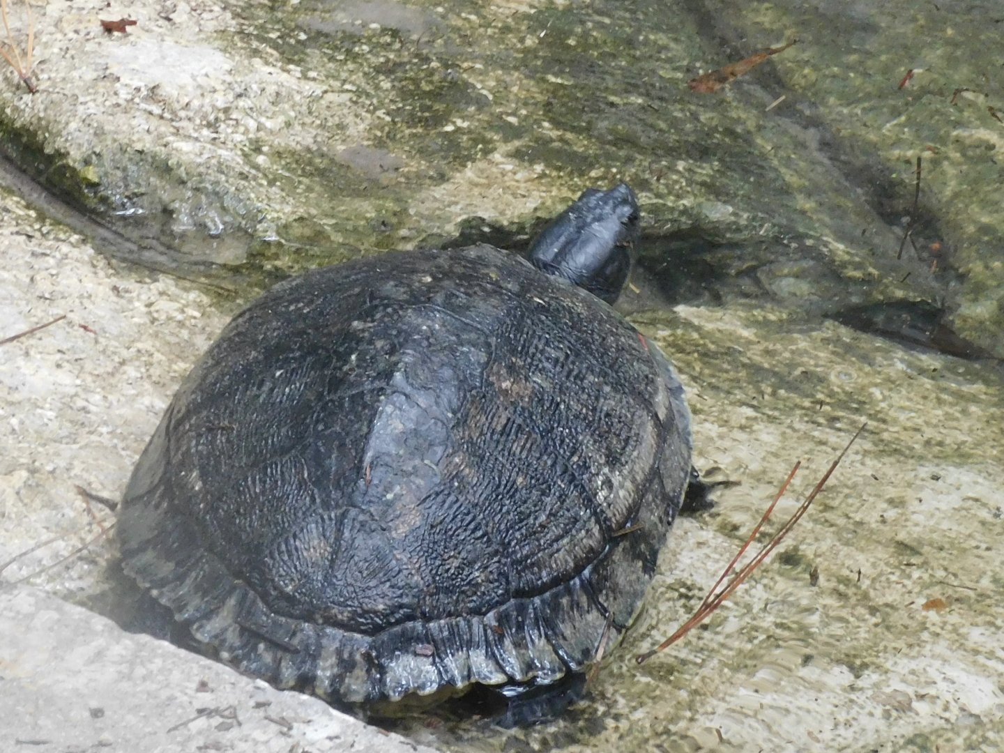 Can anyone id this turtle