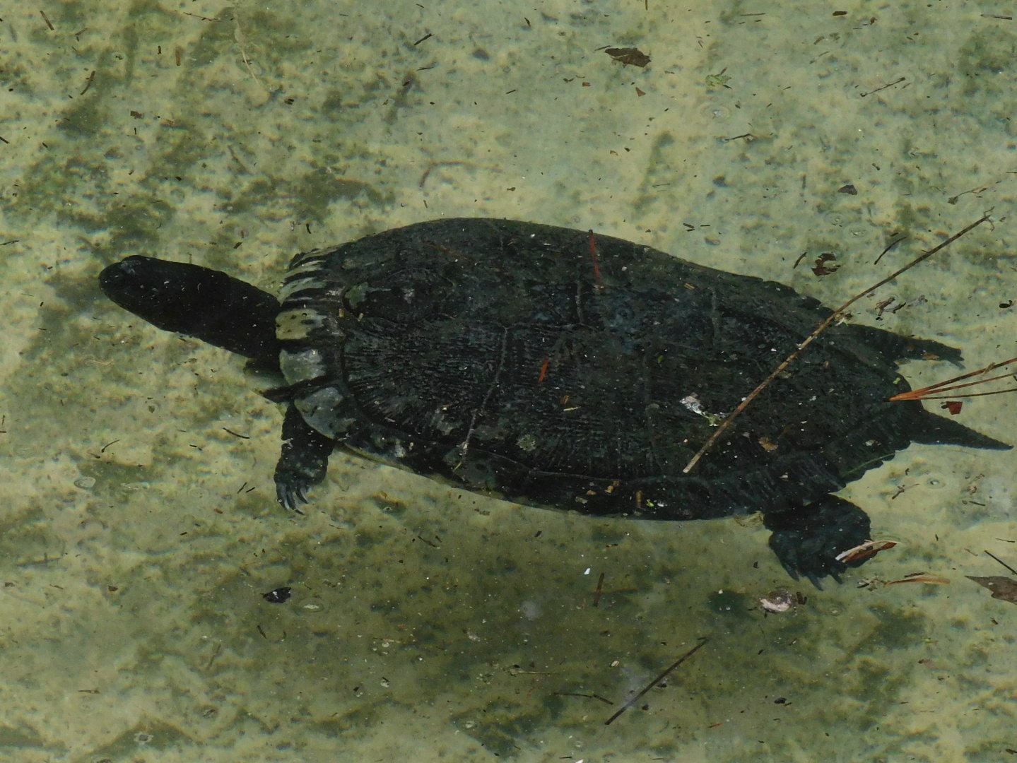 Can anyone id this turtle