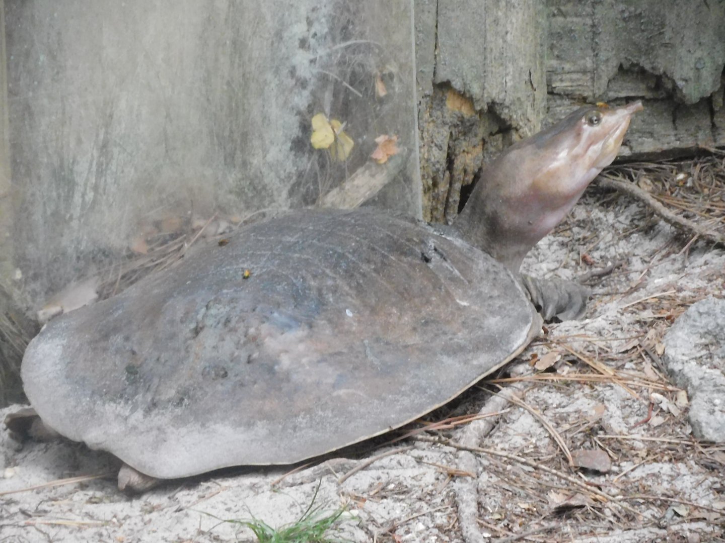 Can anyone id this turtle