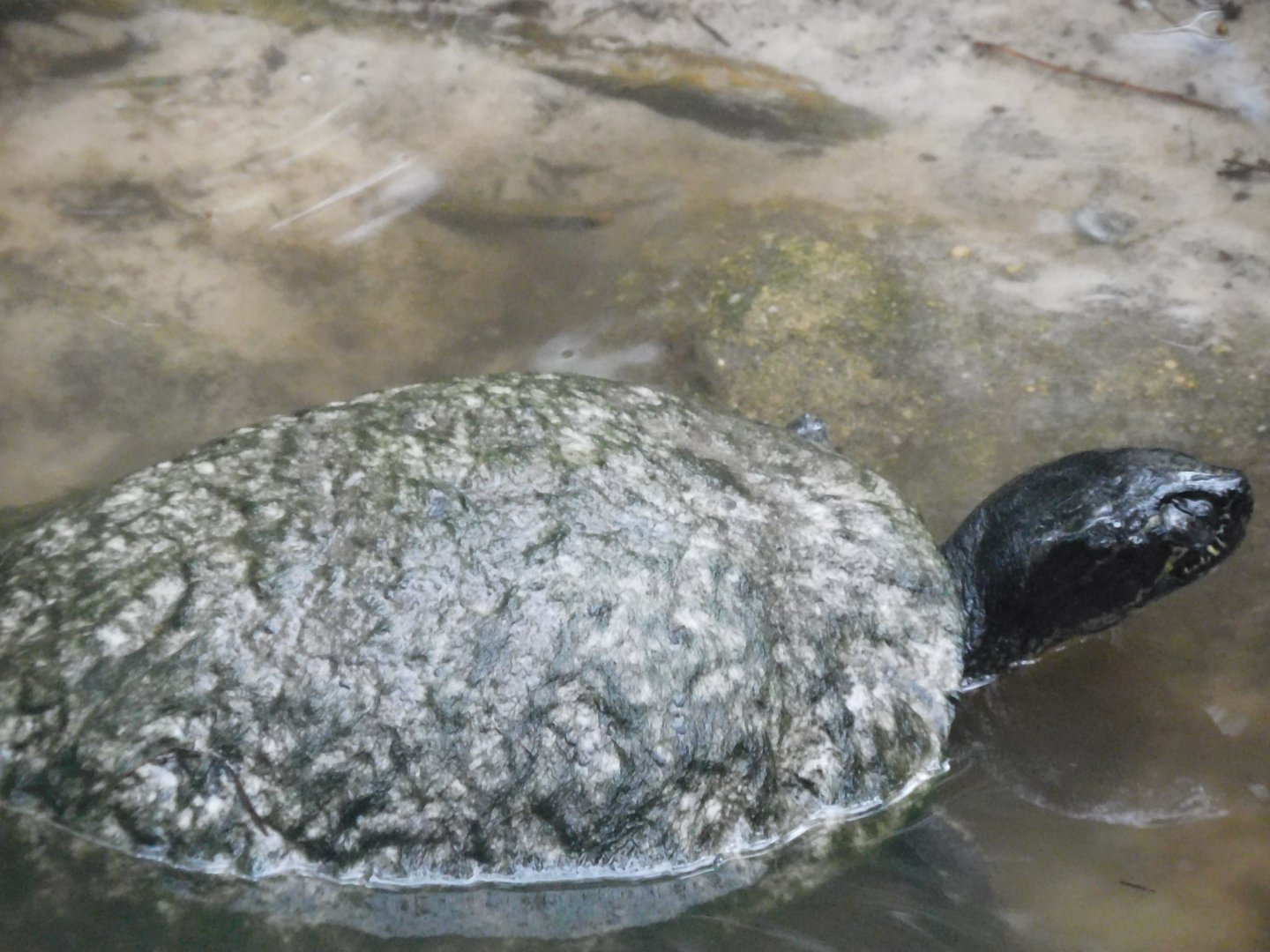 Can anyone id this turtle