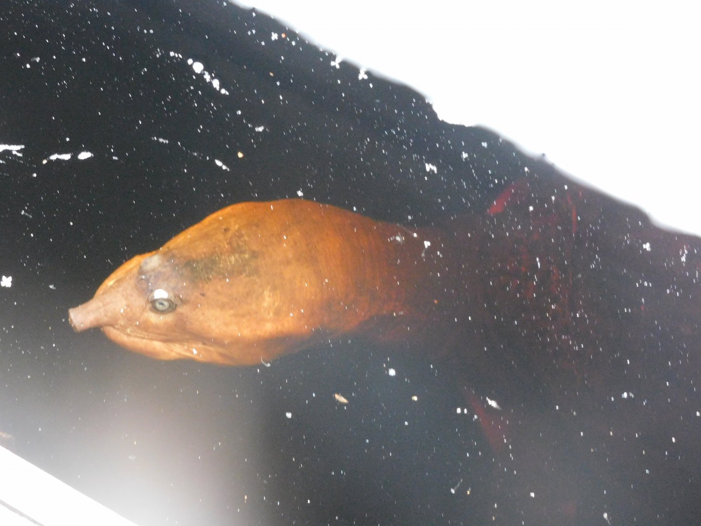 Can anyone id this turtle