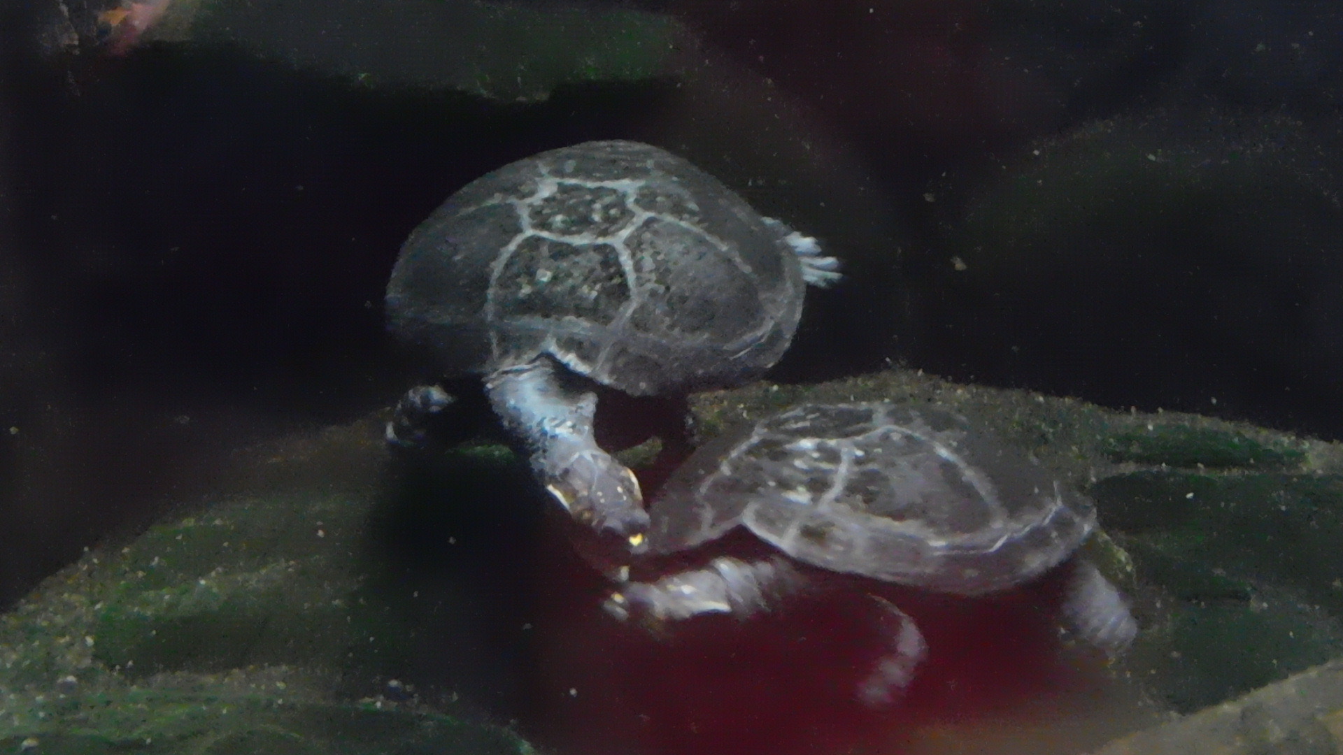 Can anyone id this turtle