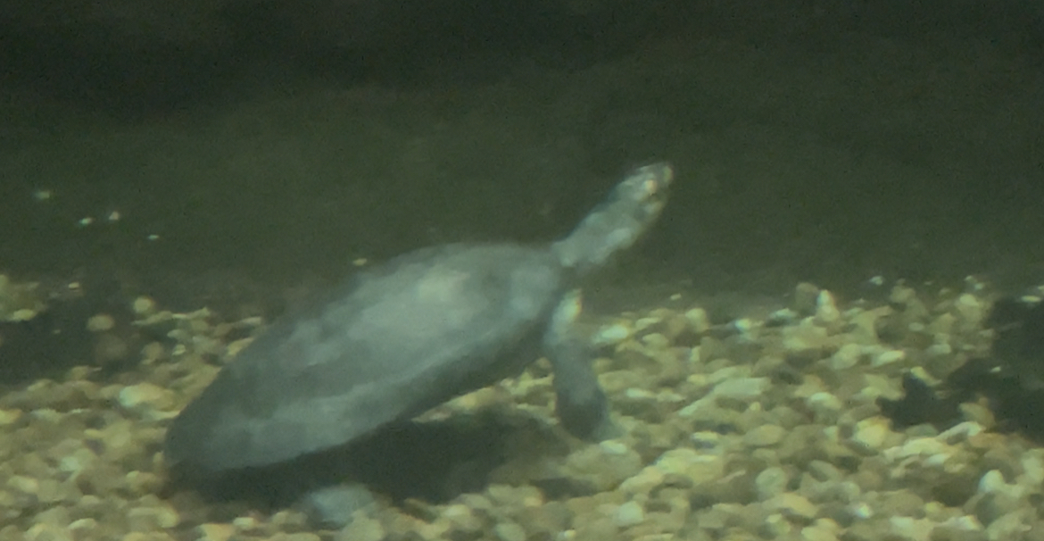 Can anyone id this Turtle