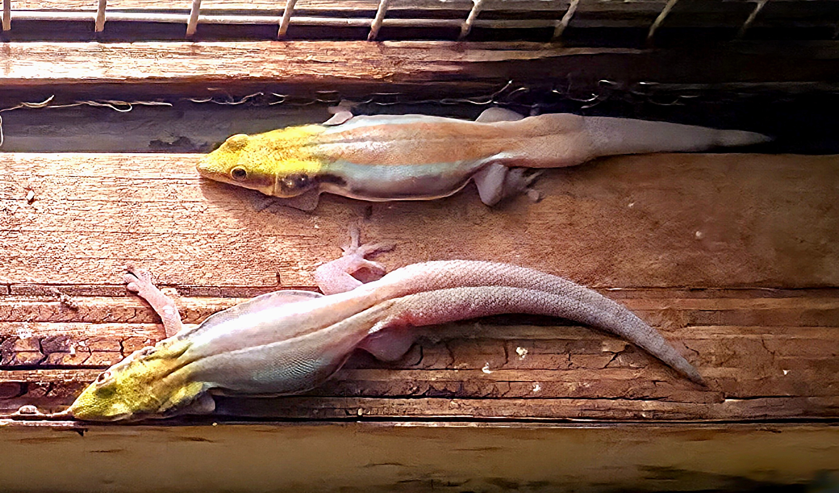 Can anyone identify these little gecko?