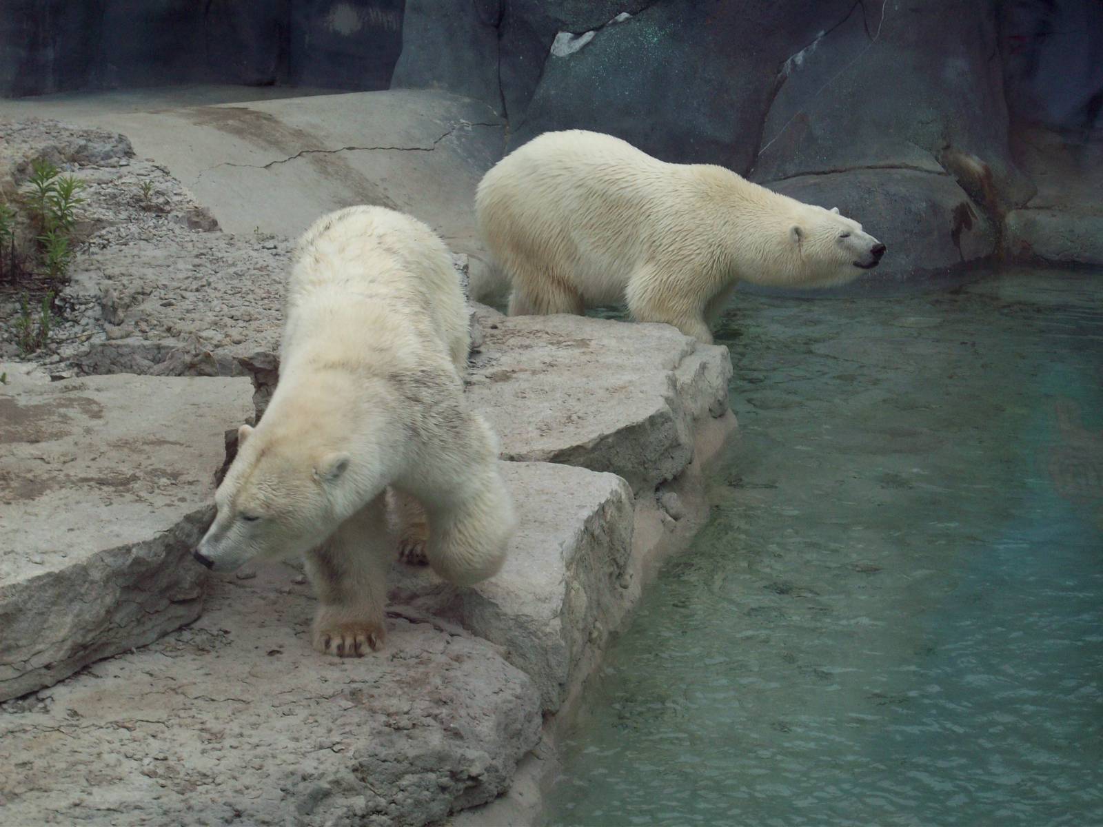Can anyone identify these polar bears?