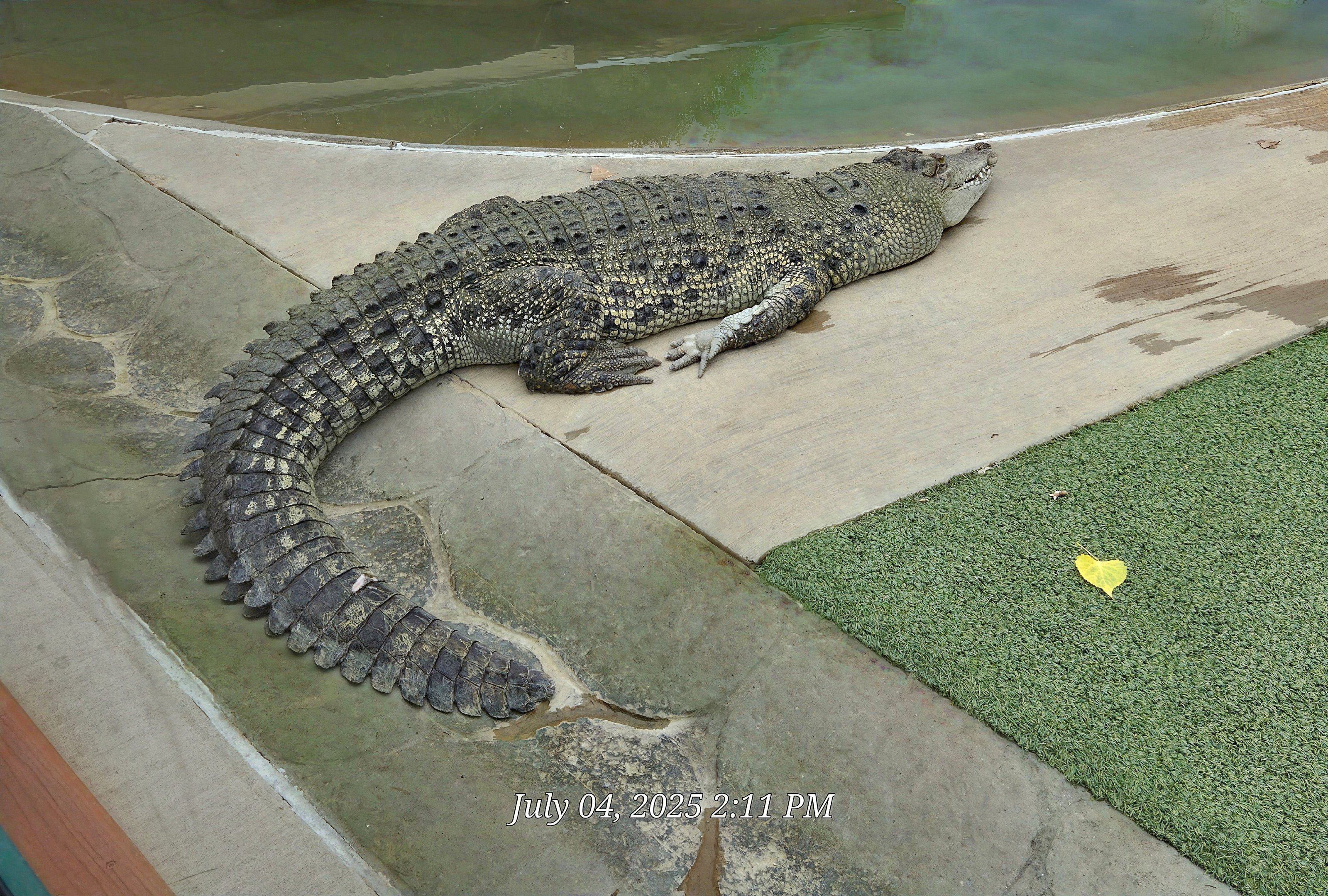 Can anyone identify this crocodile species?