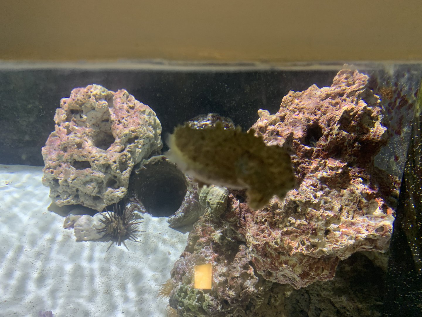 can anyone identify this cuttlefish