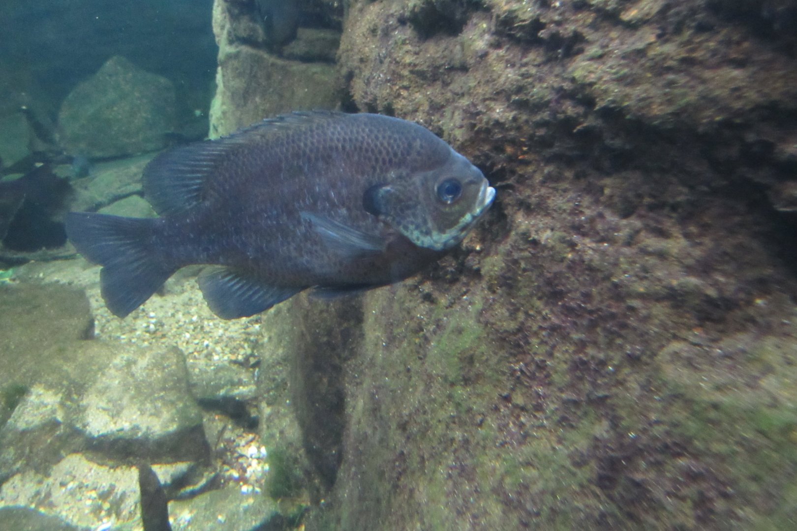 can anyone identify this fish