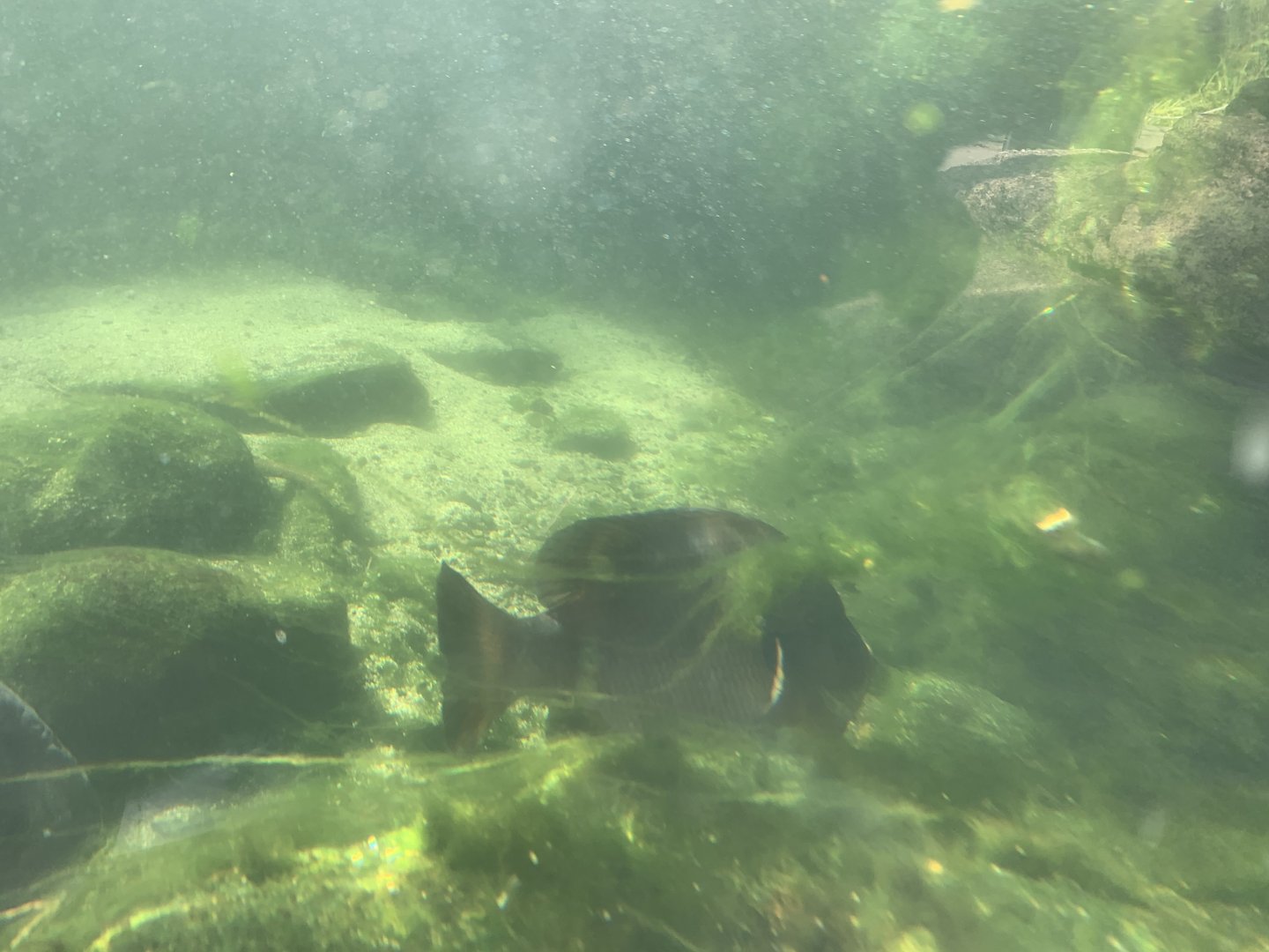 Can anyone identify this fish