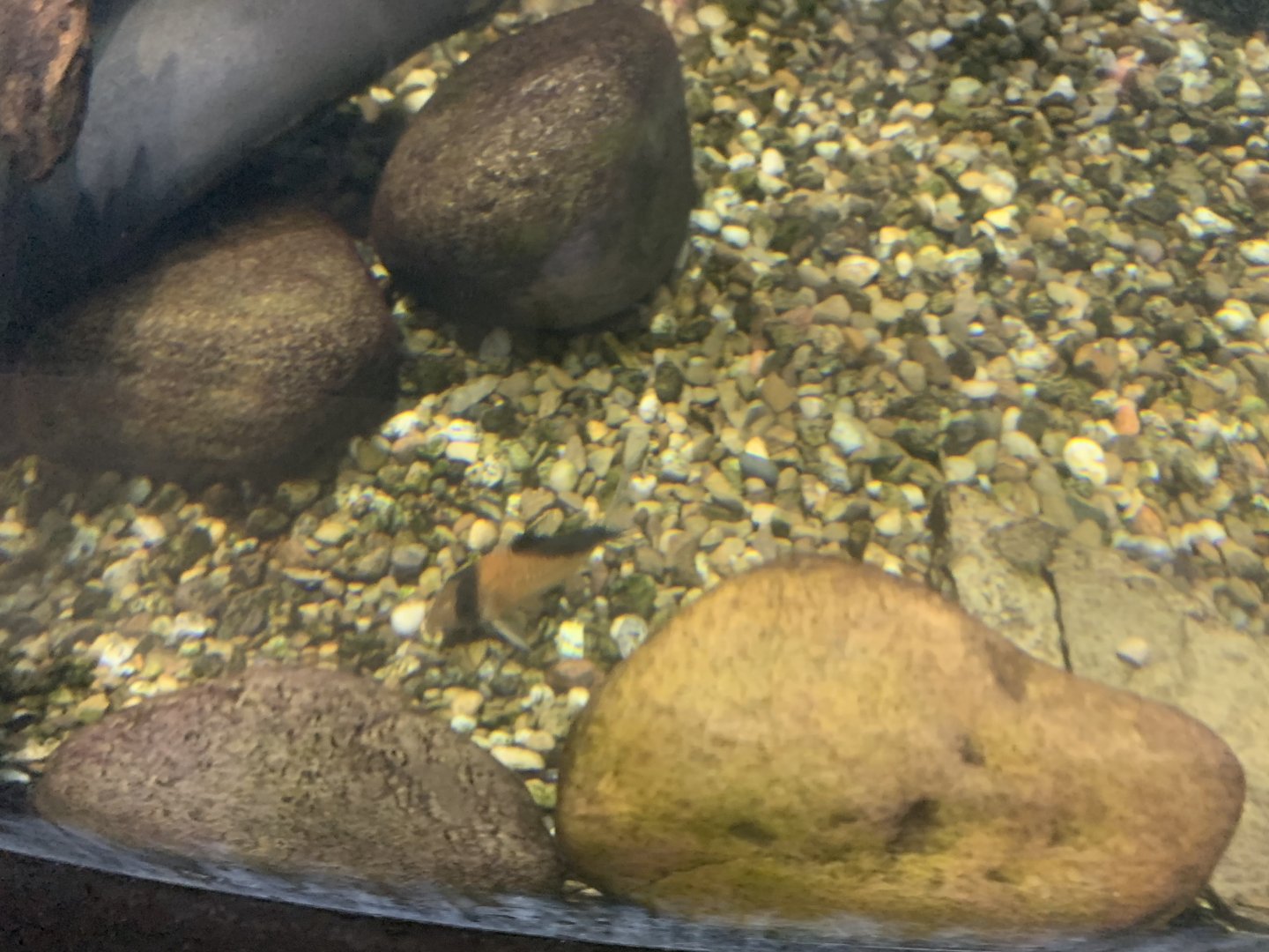 can anyone identify this fish