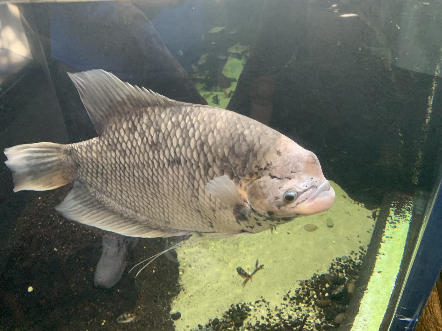 can anyone identify this fish