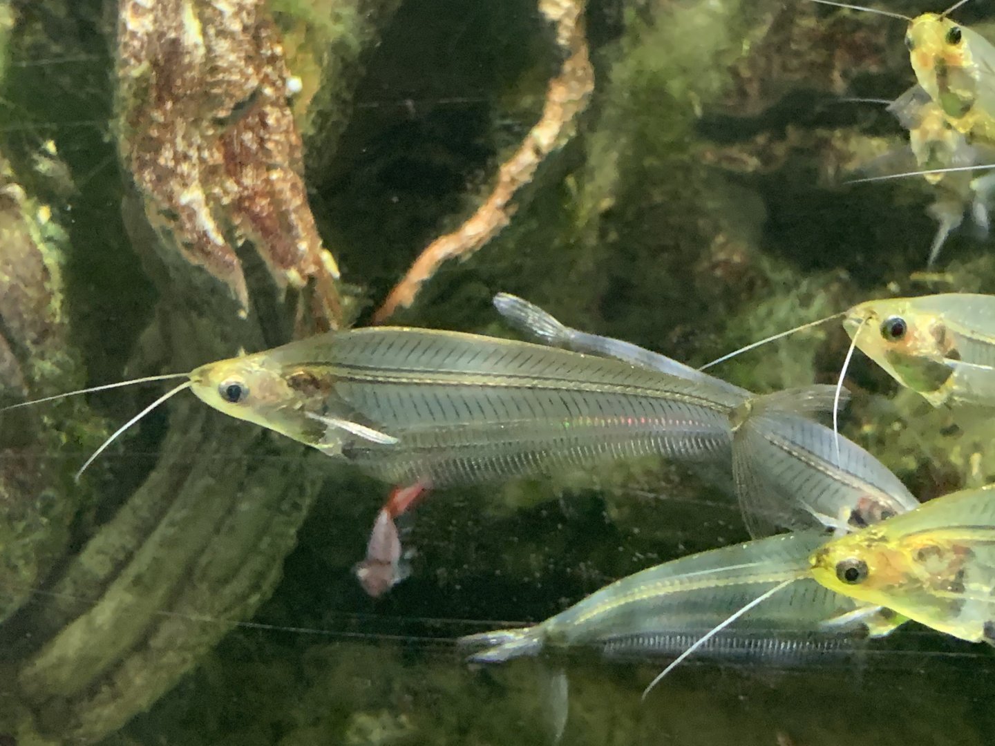 can anyone identify this fish