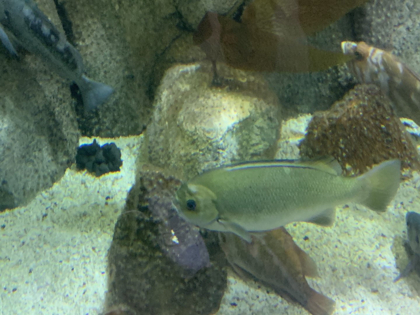 can anyone identify this fish