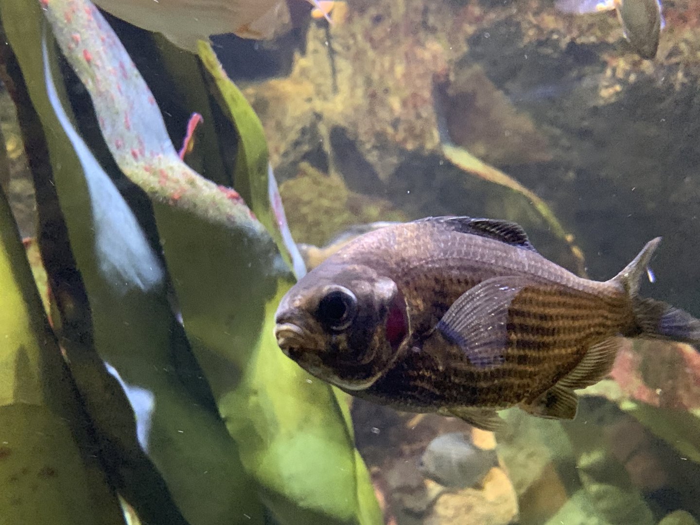 Can anyone identify this fish