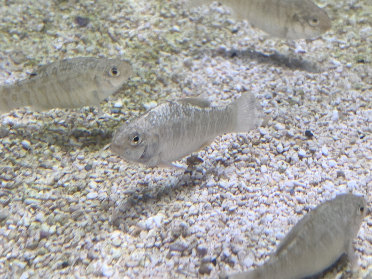 Can anyone identify this fish