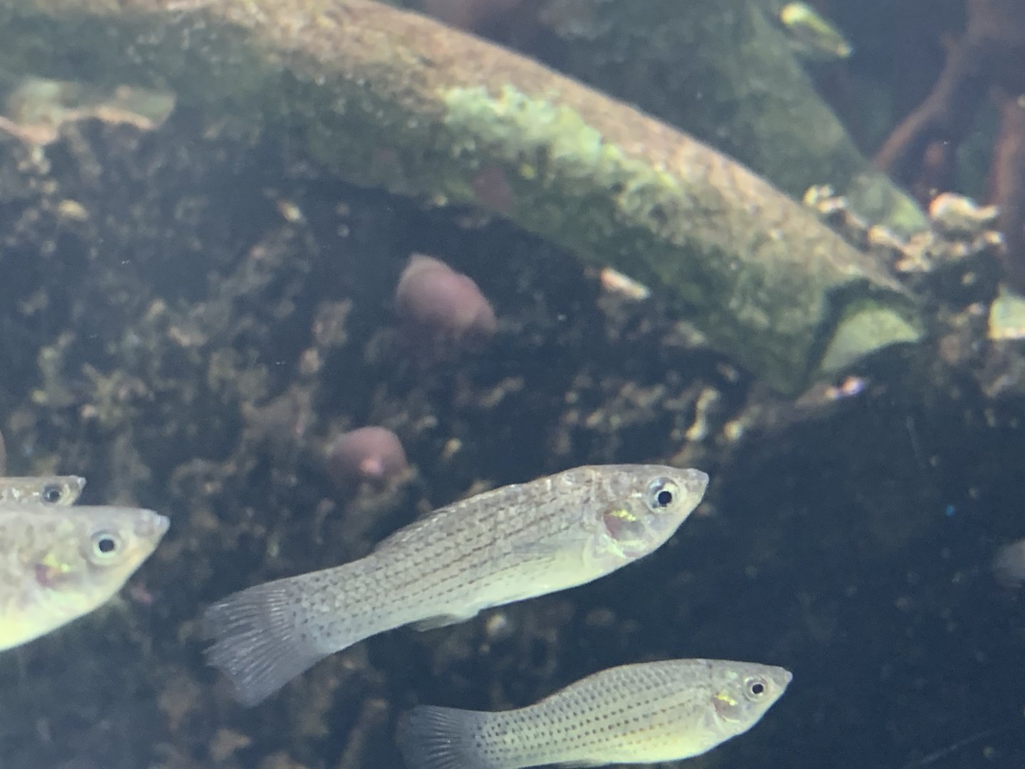 can anyone identify this fish