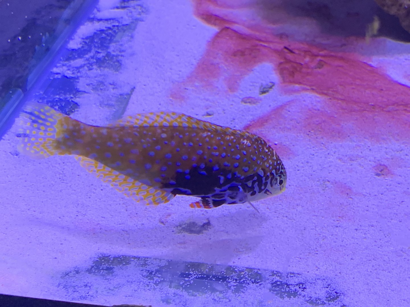 can anyone identify this fish
