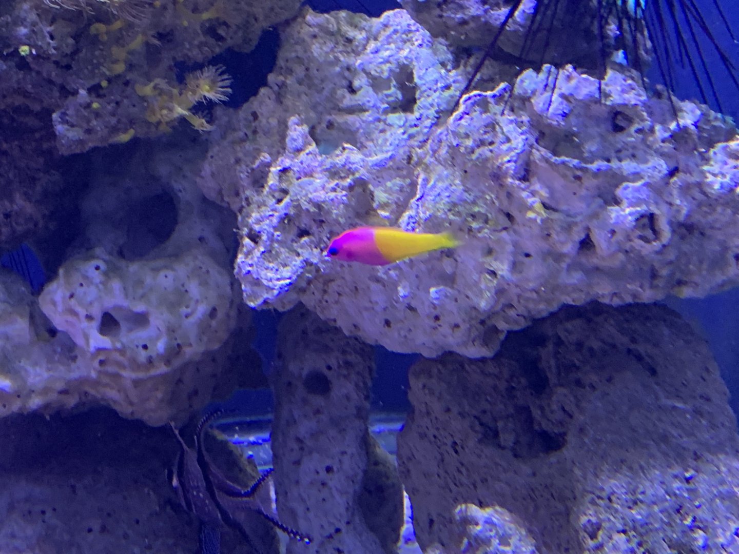 can anyone identify this fish
