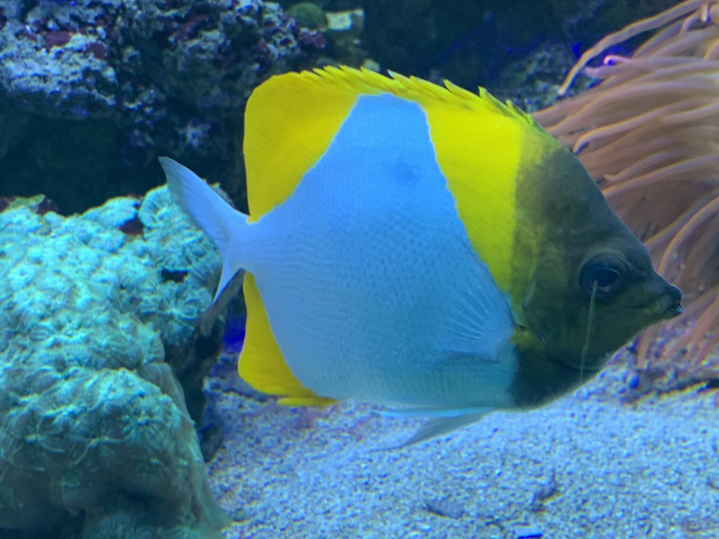 can anyone identify this fish