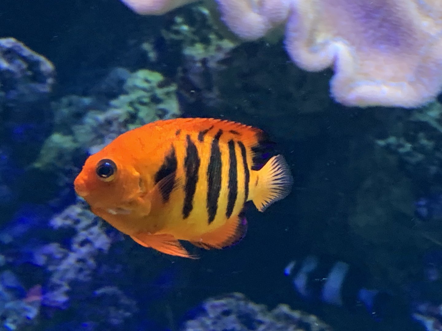 Can anyone identify this fish