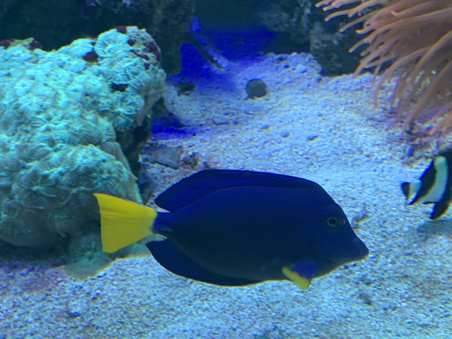 Can anyone identify this fish