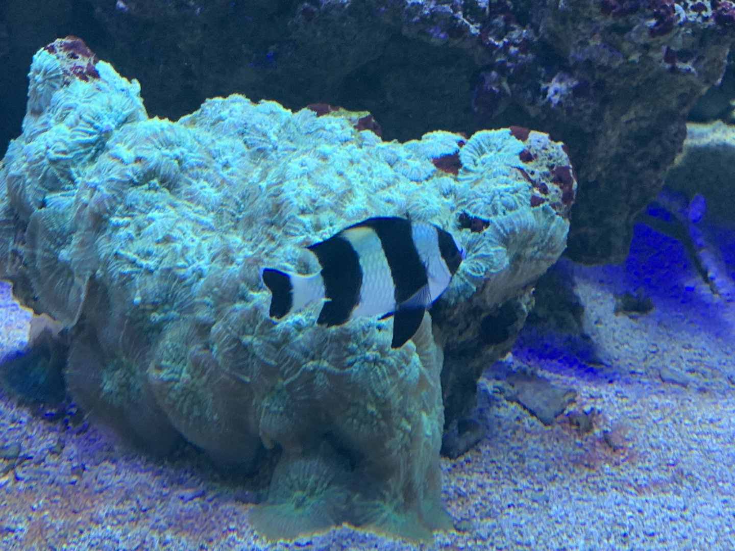 can anyone identify this fish