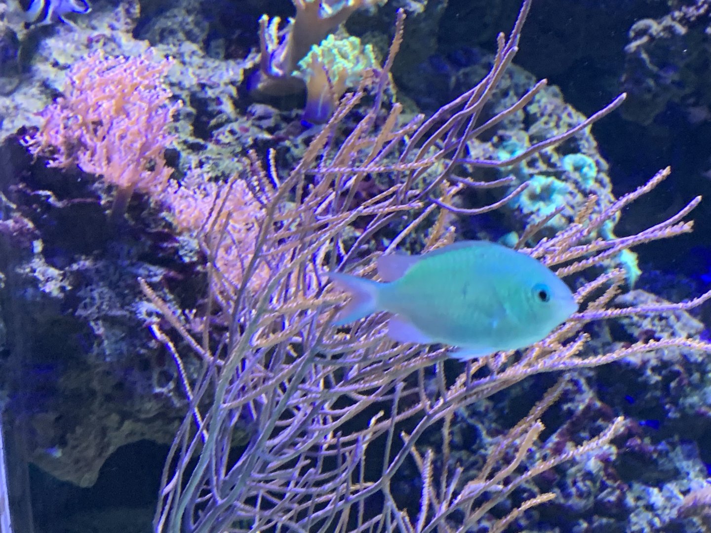 can anyone identify this fish