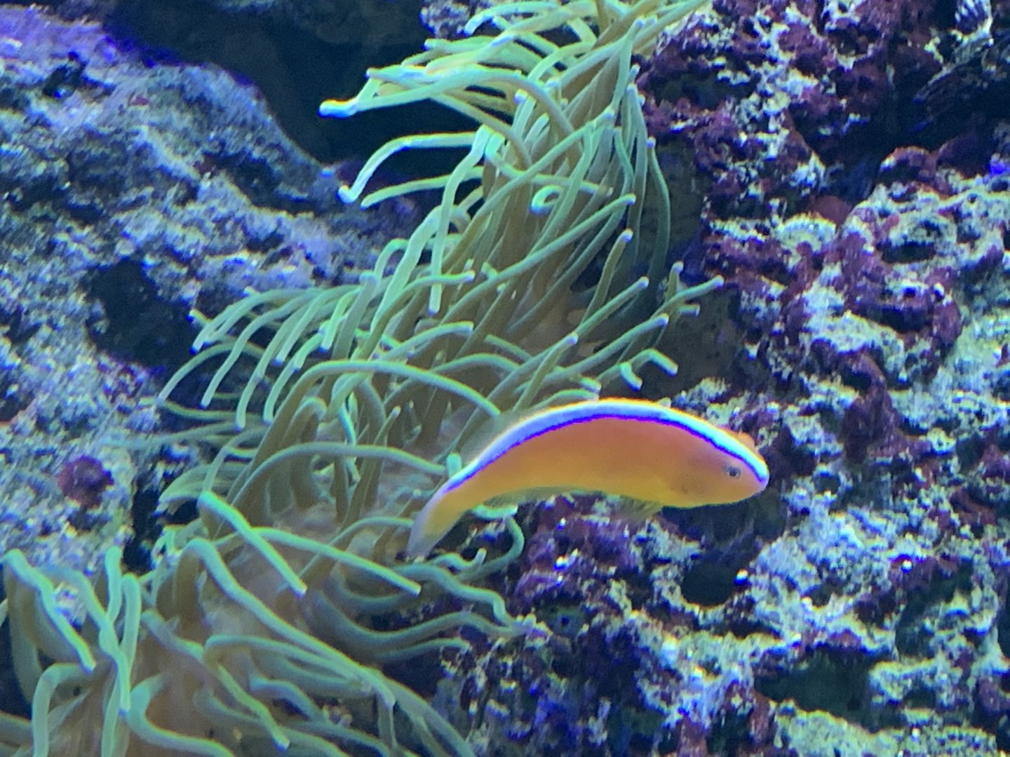 can anyone identify this fish