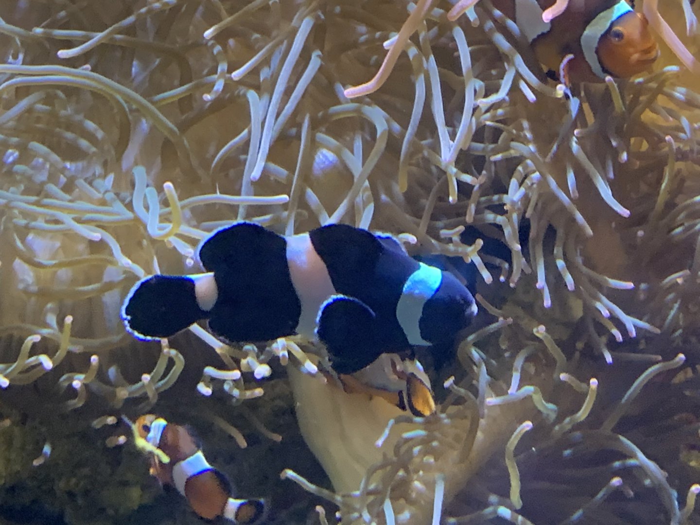 can anyone identify this fish