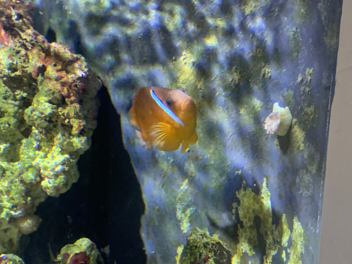 can anyone identify this fish