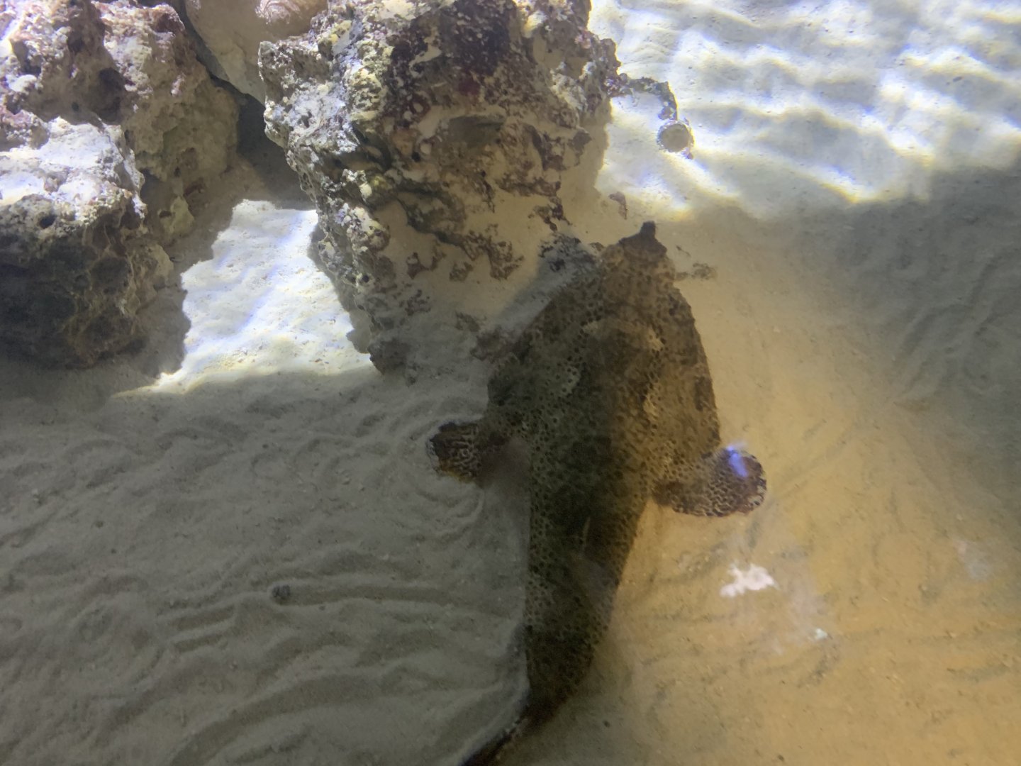 Can anyone identify this fish