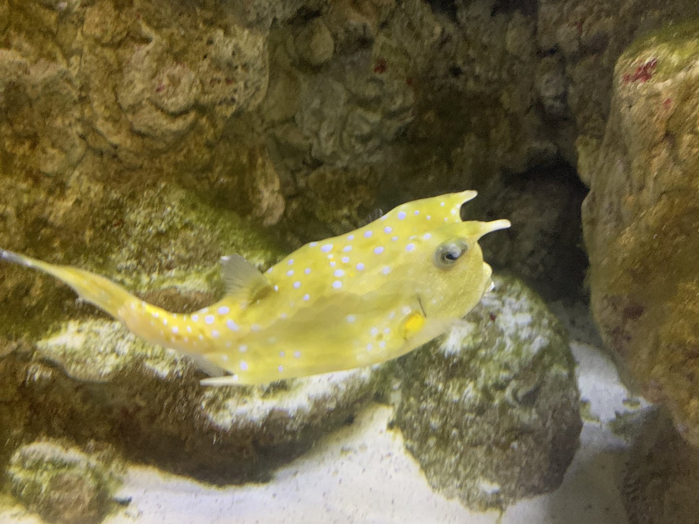 Can anyone identify this fish