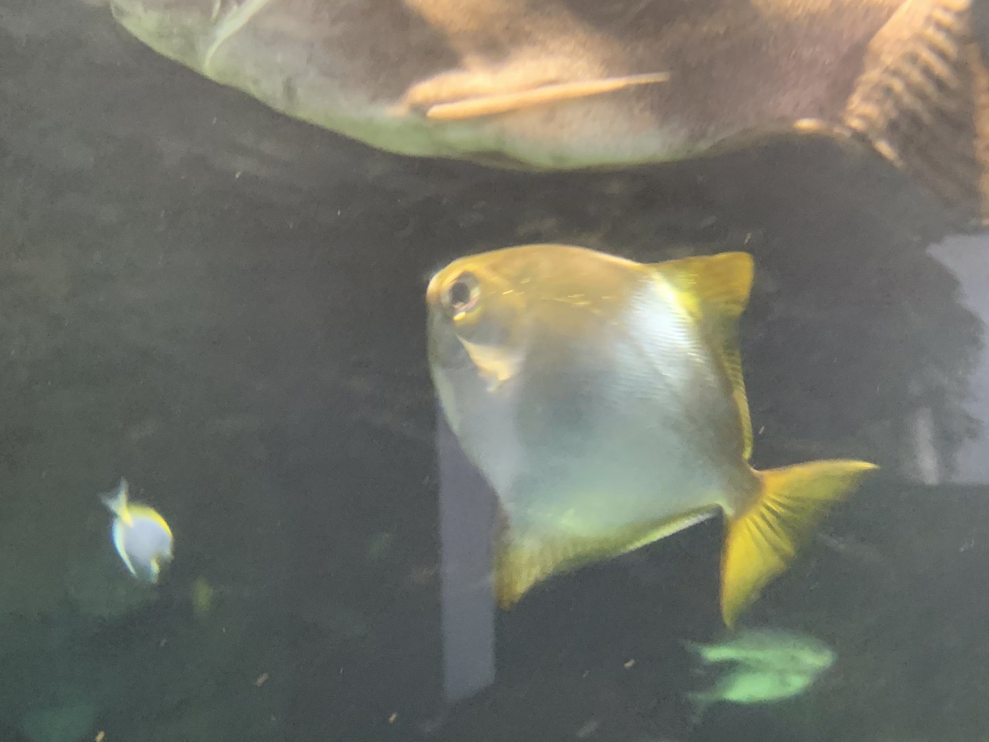 can anyone identify this fish