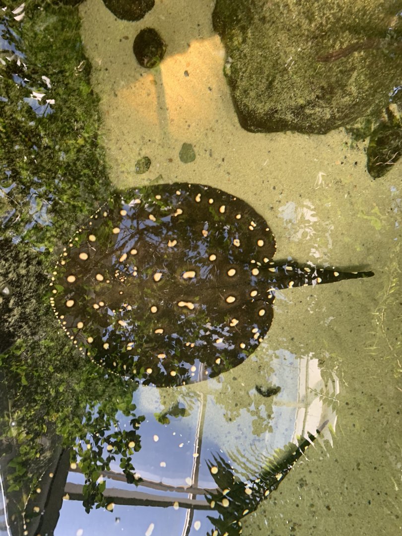 can anyone identify this fish