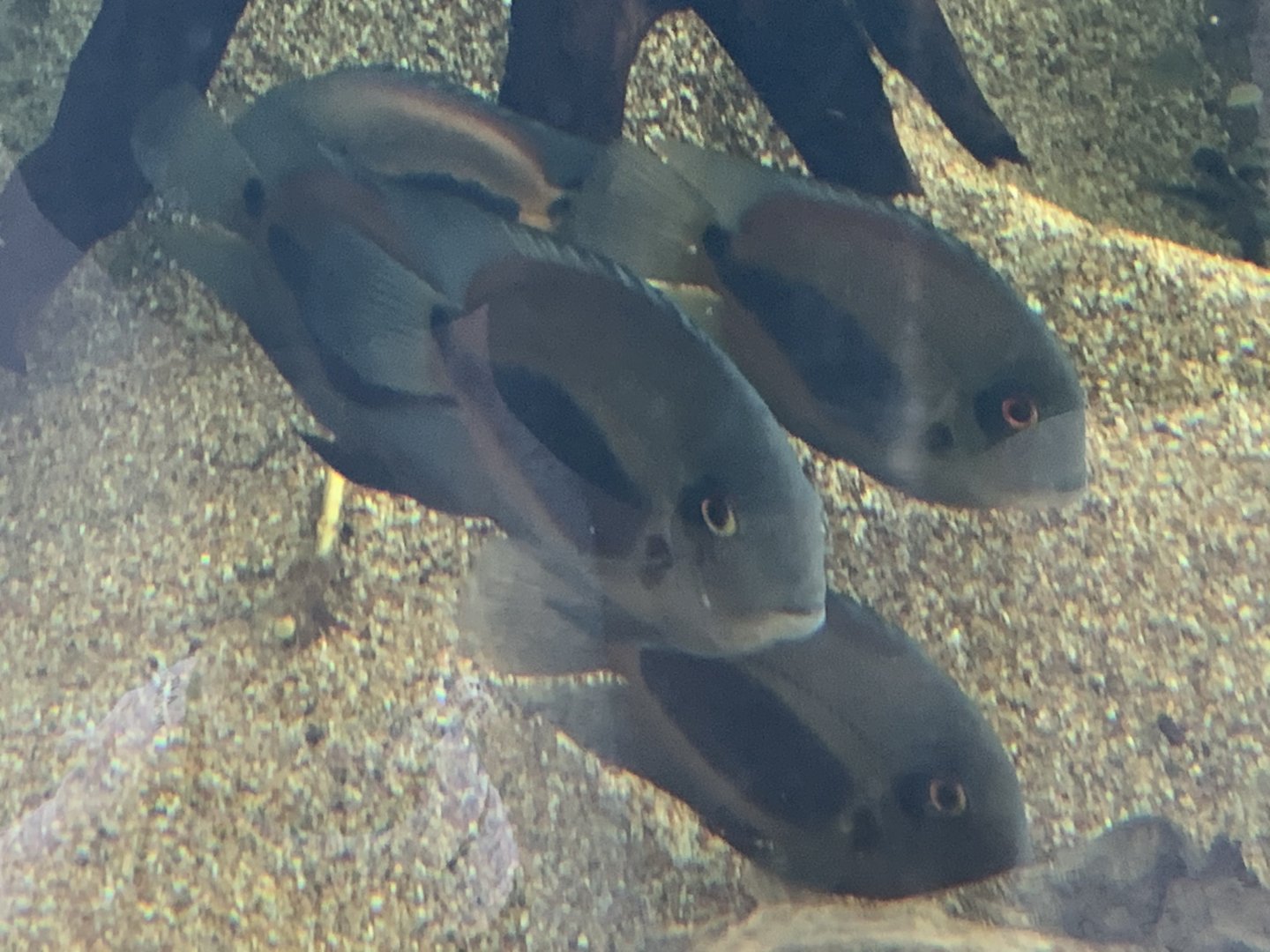 can anyone identify this fish